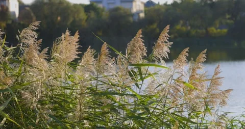 Sunlit reeds sway gently by the edge of a calm lake, their golden hues Stock Footage 297071065