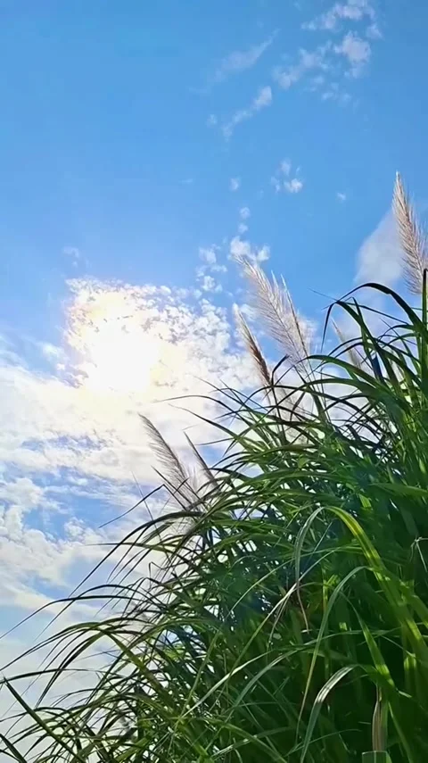 Sunlit Reeds Under Clear Sky Video stock 341629424
