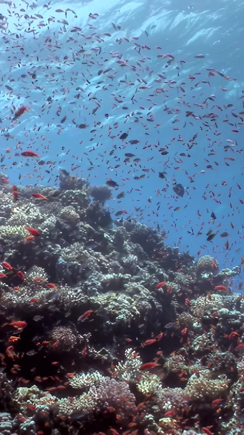 Sunlit Reef Life a Swirling Cloud of Colorful Ocean Fish Stock Footage 337499609