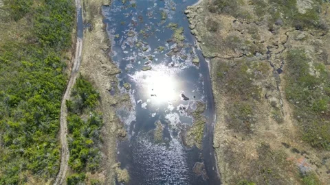Sunlit Reflections: Top-Down Drone Flight Over Calm Water, Newfoundland Stock Footage 253435130