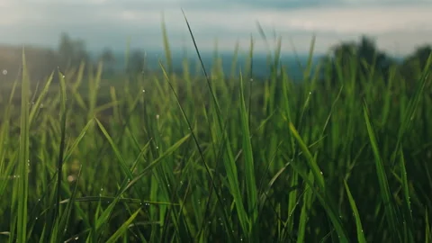 Sunlit Rice Grass Macro With Dew Drops On Bali Terrace Stock Footage 315462157