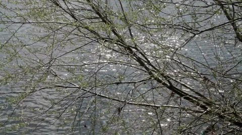 Sunlit River and Branches Video stock 23418418