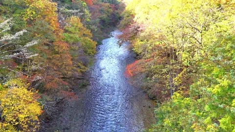 Sunlit River | Autumn Forest | Scenic View - 4K Aerial Video Stock Footage 329053261