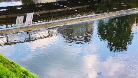 Sunlit river sounds Stock Footage 306267600