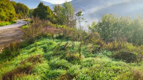 Sunlit Roadside Beauty Stock Footage 296466832