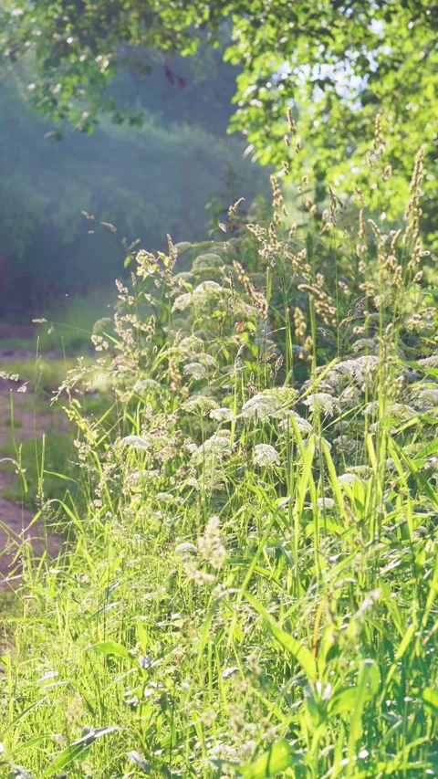 Sunlit roadside meadow with tall grasses, white umbels, and gentle stem sway und Stock Footage 342052802