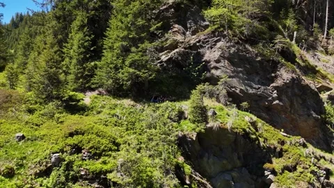 Sunlit Rocky Forest Slope Covered in Green Conifers Video stock 342902037