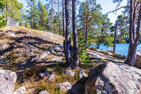 Sunlit rocky hillside with twisted pine trees and stones beside calm lake. Stock Photos