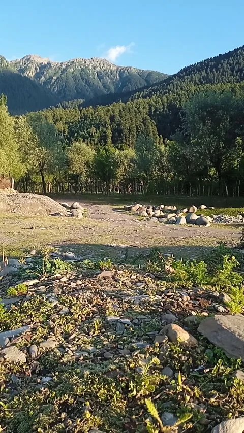 Sunlit Rocky Meadow With Pine Forest and Mountains in Kashmir Stock Footage 337455182