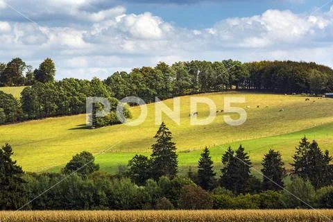 Sunlit rolling hillside with cattle grazing and blue sky with clouds, West of La Stock Photos