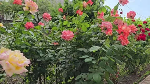 Sunlit Rose Garden in Full Bloom- Pink, Red Yellow Harmony Stock-Footage 311846463