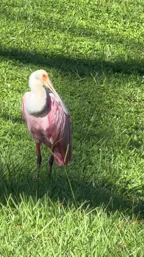 Sunlit roseate spoonbill casting long shadow on lawn. Vídeo Stock 345284750