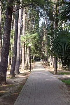 Sunlit row of tall pine trees with layered branches and dappled light on fo.. Stock Photos