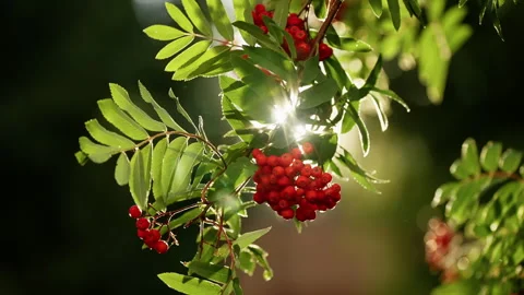 Sunlit rowan tree branch with clusters of vivid red berries and lush green Stock Footage 317567900