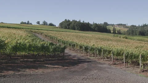 Sunlit Rows of Grape Vines Stretching Across Oregon Countryside Stock Footage 332255421
