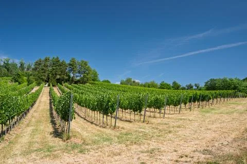 Sunlit Rows of Grapevines Stock Photos
