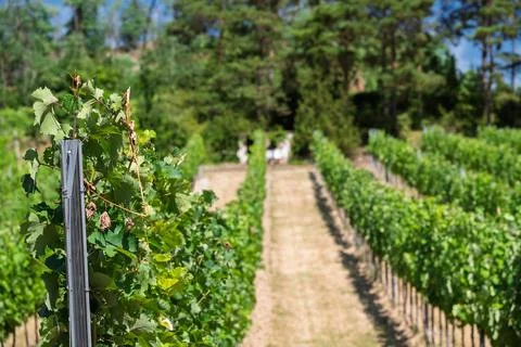 Sunlit Rows of Grapevines Stock Photos
