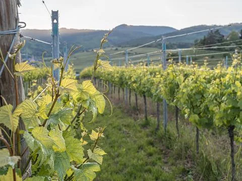 Sunlit rows of grapevines stretch toward rolling hills. Stock Photos