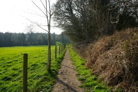Sunlit Rural Footpath, Green Fields, And Dense Hedgerows In Barlow, England. Foto stock