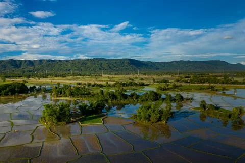 Sunlit rural patchwork of flooded rice fields 스톡 사진