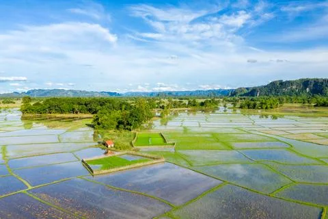 Sunlit rural patchwork with reflective rice paddies Stockfoto's
