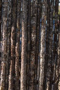 Sunlit Rustic Wooden Post Form Stock Photos