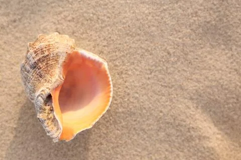 Sunlit sandy beach with beautiful seashell on summer day. Space for text Stock Photos