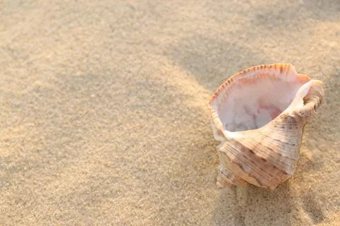 Sunlit sandy beach with beautiful seashell on summer day. Space for text Stock-Fotos