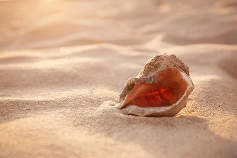 Sunlit sandy beach with beautiful seashell on summer day. Space for text Stock-Fotos