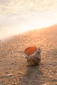 Sunlit sandy beach with beautiful seashell on summer day. Space for text Foto stock