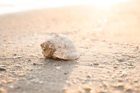 Sunlit sandy beach with beautiful seashell on summer day. Space for text Foto stock
