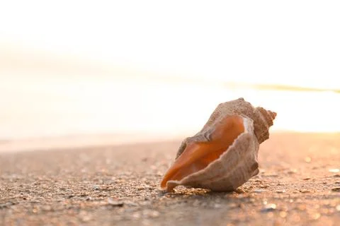 Sunlit sandy beach with beautiful seashell on summer day. Space for text Stock-Fotos