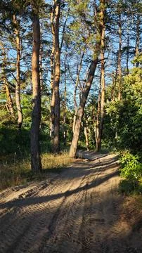 Sunlit Sandy Forest Road Through Tall Pine Trees Stock Photos
