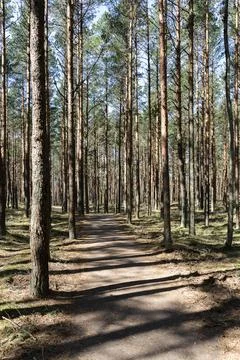 Sunlit sandy path through dense pine forest with tall slender trees Stock Photos
