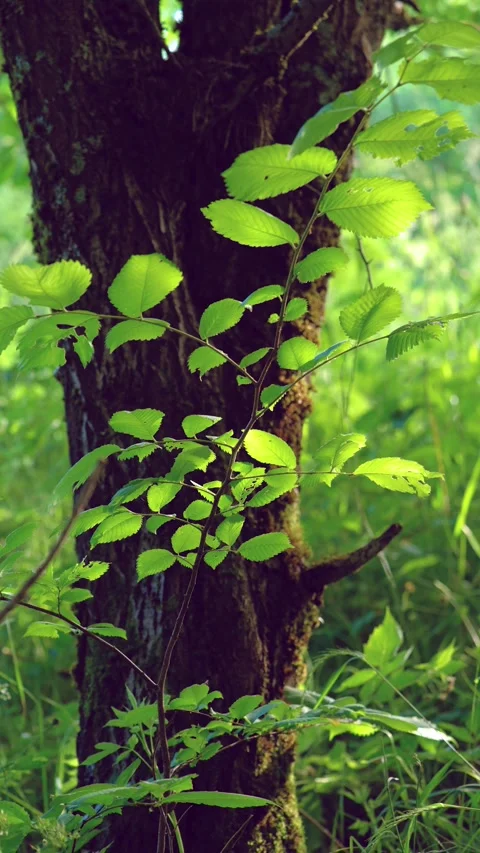 Sunlit sapling branch leaning across mossy tree trunk in forest understory with  Stock Footage 342053118