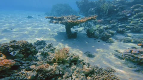 Sunlit seabed featuring table corals surrounded by calm blue water Vidéo 337522409