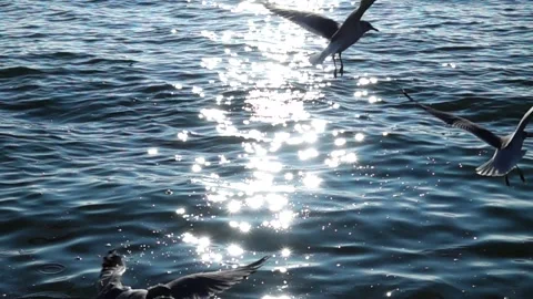 Sunlit Seabirds Flying Low Over Sparkling Ocean Waves Stock Footage 319486250