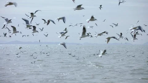 “Sunlit Seagulls: A Luminous 4K Ode to Coastal Serenity” 動画素材 325835053