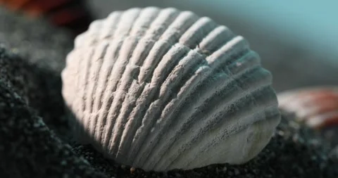 Sunlit Seashell on Sandy Shore Close-Up. Stock Footage 271322390