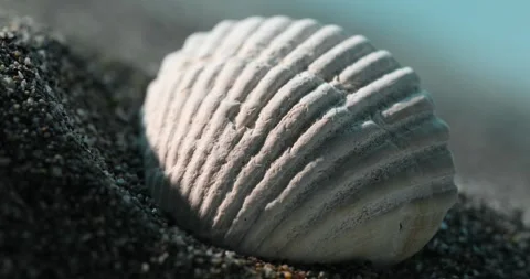 Sunlit Seashell on Sandy Shore on a windy day Close-Up. Stock Footage 273571849