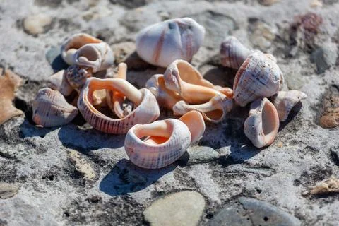 Sunlit seashells rest on rough, sandy beach stones Stock Photos