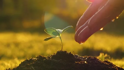 Sunlit seedling receives caring droplets during golden hour illumination Vidéo 330081272