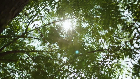 Sunlit Serene Environment. Warm Light Highlights Leafy Canopy. Calm Scene With Stock Footage 327822871
