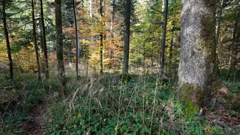Sunlit Serene Forest Retreat Stock Footage 288831876