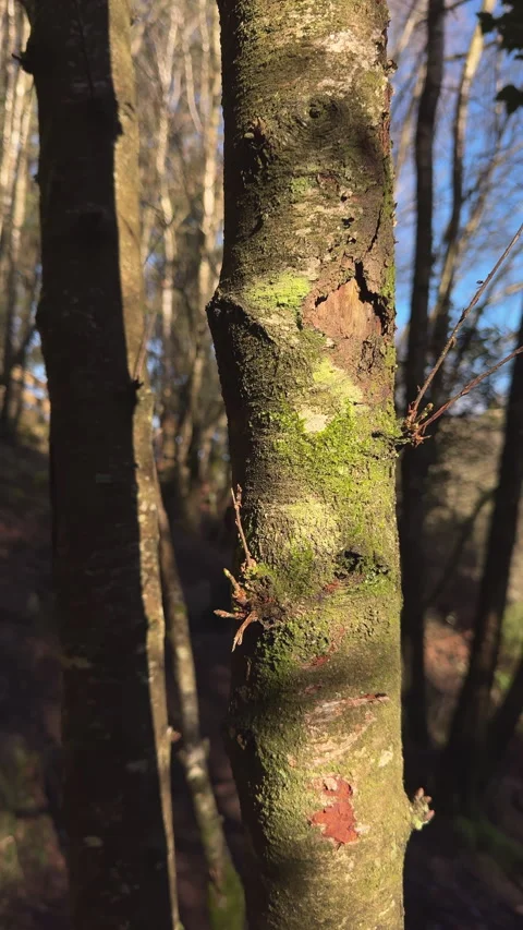 Sunlit Serenity: Close-Up of a Tree Trunk Stock Footage 263638159