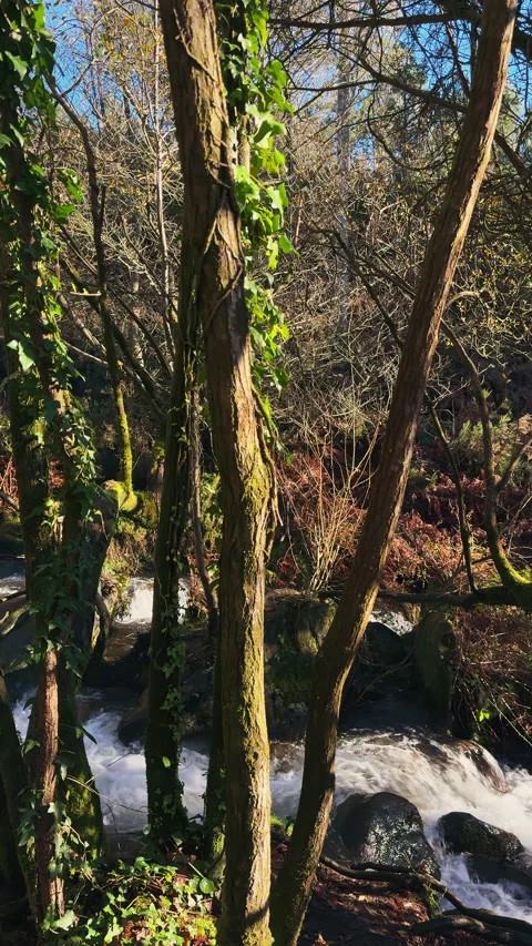 Sunlit Serenity: A Forest River Flows Between Verdant Trees Stock Footage 266912714