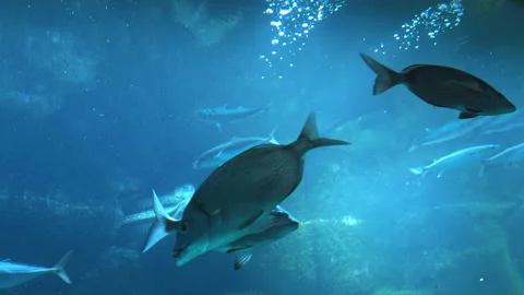 Sunlit Serenity: The Moray Eel's Underwater Dance Stock Footage 264162848