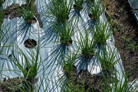 Sunlit Shallot Seedlings Cast Linear Shadows Stock Photos