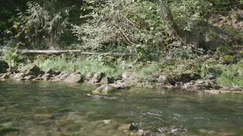 Sunlit Shallow Creek on a Windy Fall Day Stock Footage 333416655