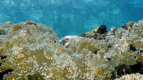 Sunlit shallow reef, bleached fire corals, fish swimming below sea surface. Stock-Footage 290790756